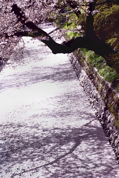 城址のお堀に出来た花びらの桜道-D8-0413-77