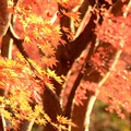 Photos: 陽光に輝く紅葉