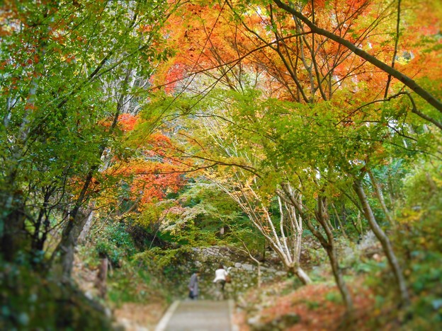 開山堂の秋 含暉坂の紅葉