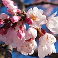 Photos: 枝垂れ桜～情趣溢れて春爛漫～