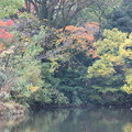 紅葉_小田原 C07759