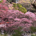 香嵐渓　四季桜