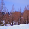 雪のメタセコイアの並木道　(1)  青空と街並み