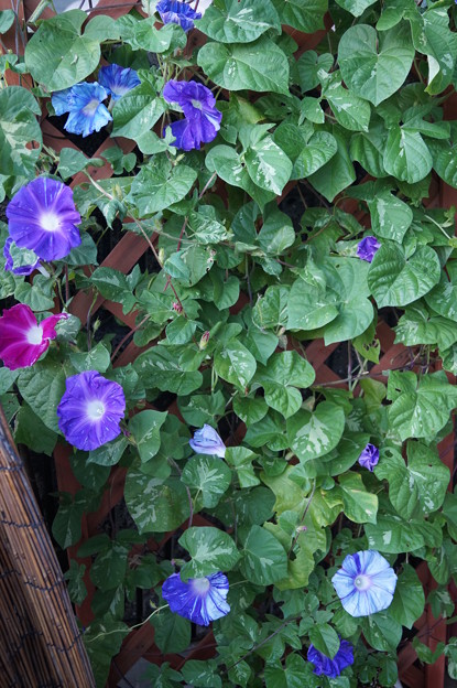 Photos: Morning glory