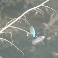 Photos: 久々に出会った安里川のカワセミ